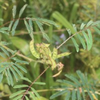 Mimosa diplotricha C.Wright